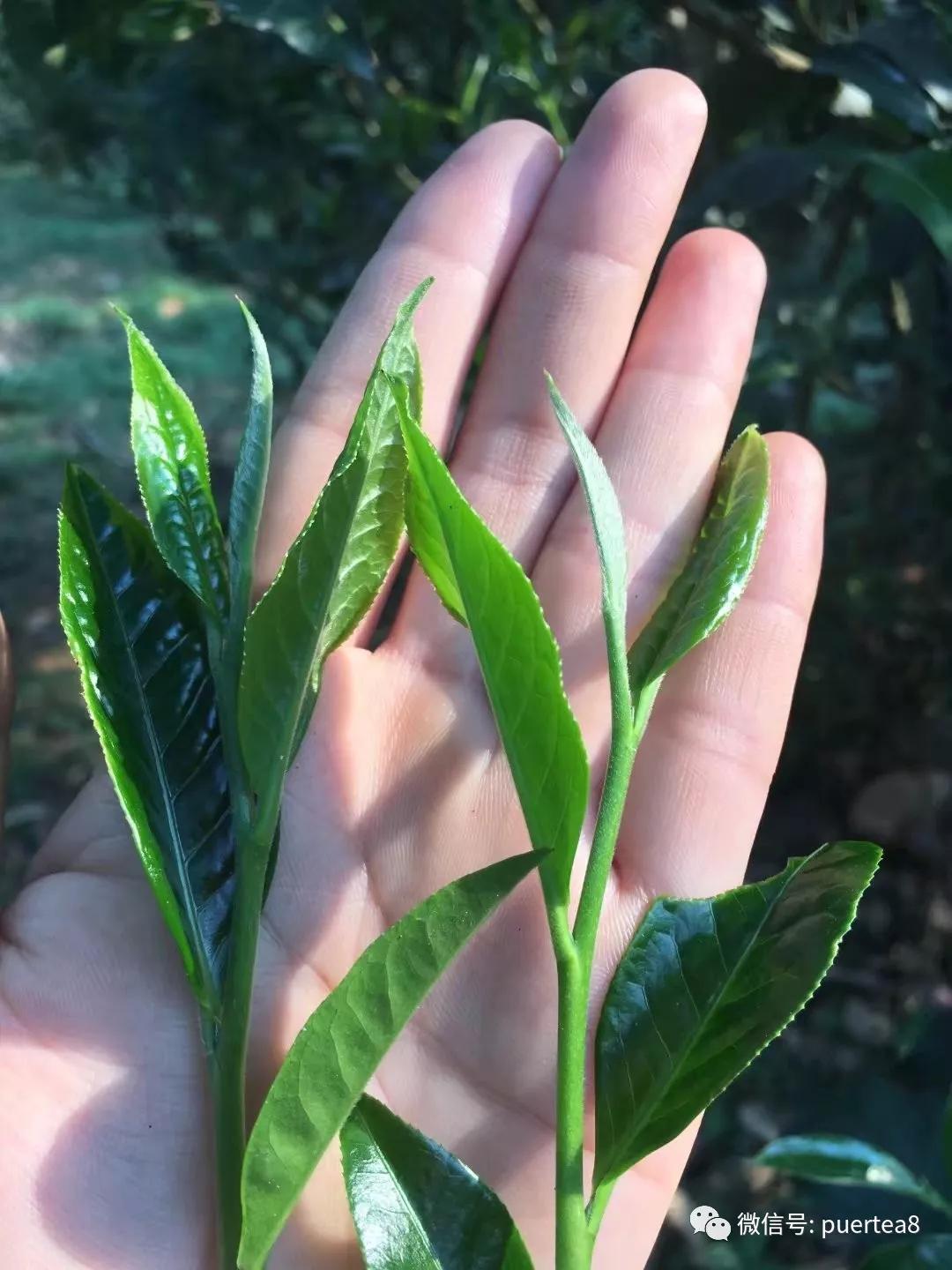 【干货分享】瑶区普洱茶仙境之铜箐河古茶园